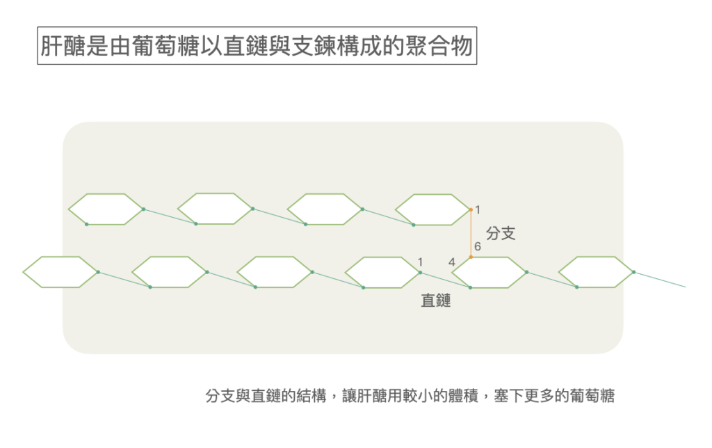 肝醣代謝-glycogen-structure