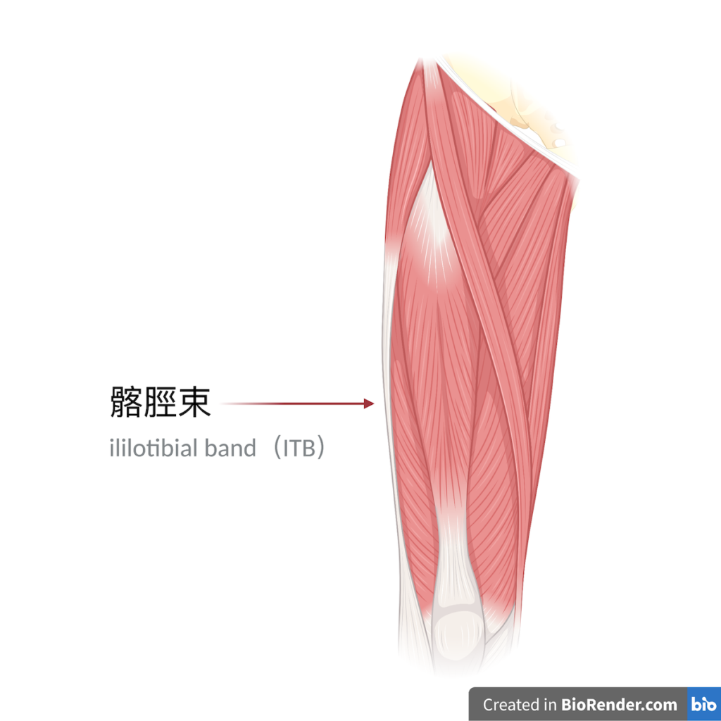 運動傷害-髂脛束