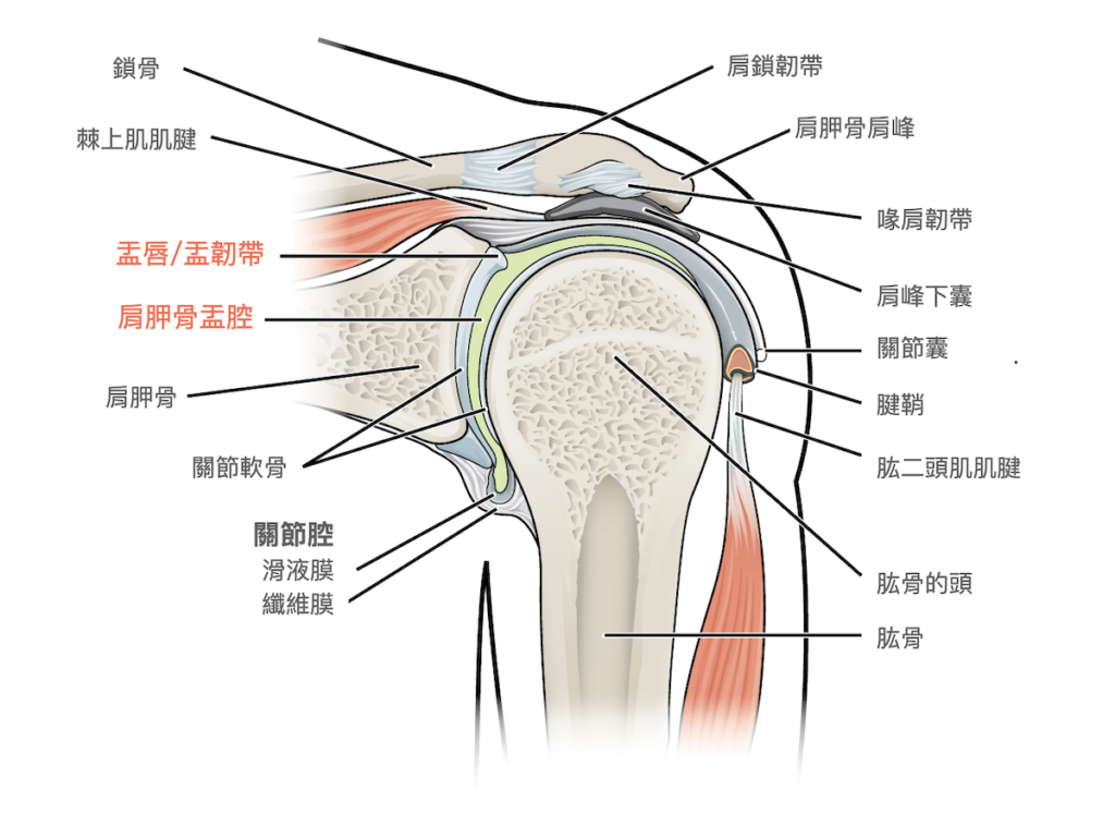 肩關節唇撕裂傷-肩膀關節結構
