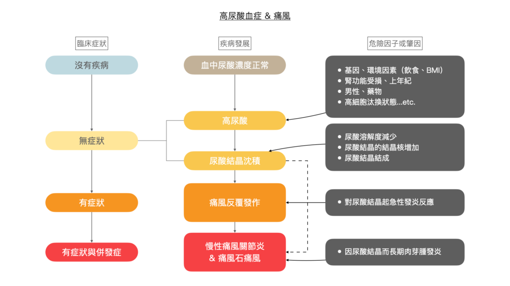 高尿酸-痛風的發展