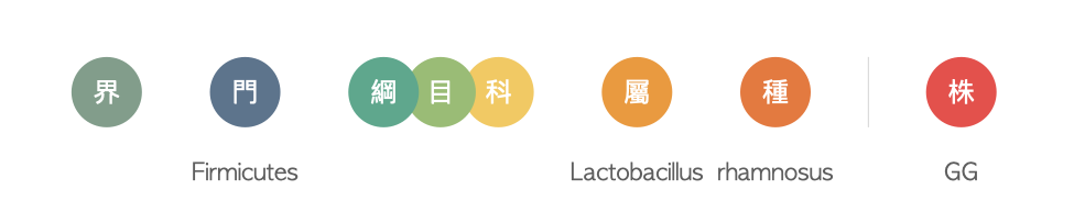 腸道微生物-益生菌-命名規則