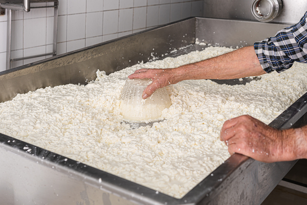 乳清蛋白的製作 -> 正在分離乳清與凝乳