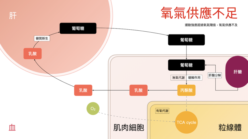 葡萄糖-丙酮酸-乳酸-代謝-無氧代謝