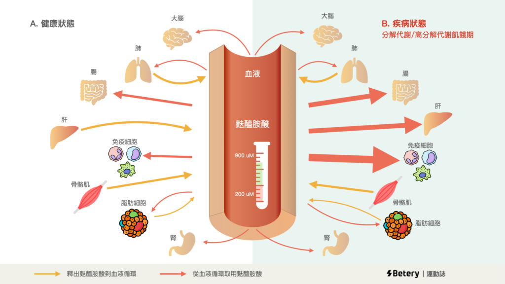 體內麩醯胺酸的流動