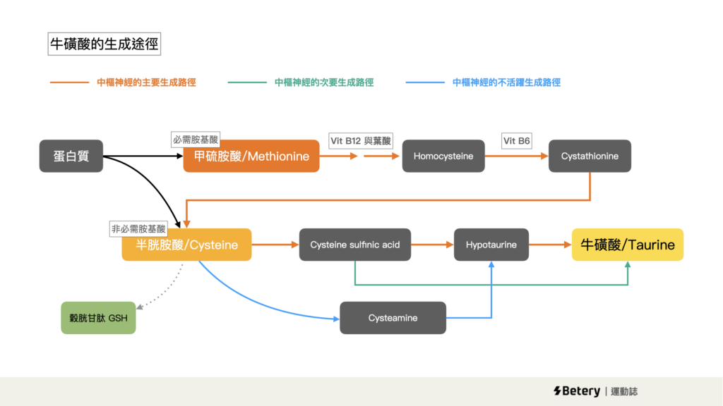 運動與牛磺酸-牛磺酸的合成