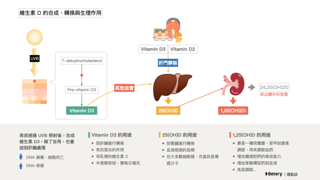 維生素D-VitD-體內合成途徑