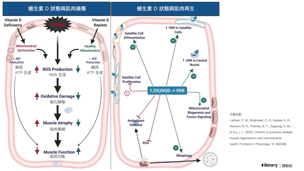 維生素D 狀態與肌肉損傷、肌肉再生的機制