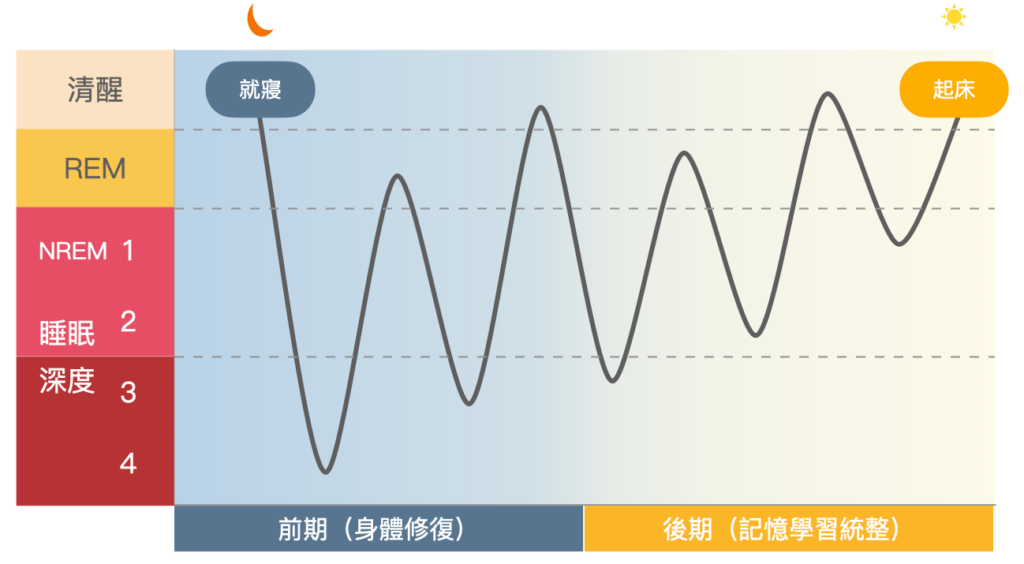 高強度運動影響睡眠品質-睡眠週期