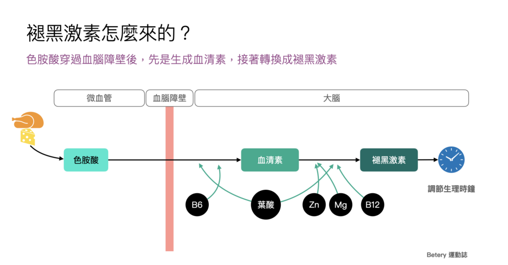 奇異果-睡眠品質-色胺酸-褪黑激素