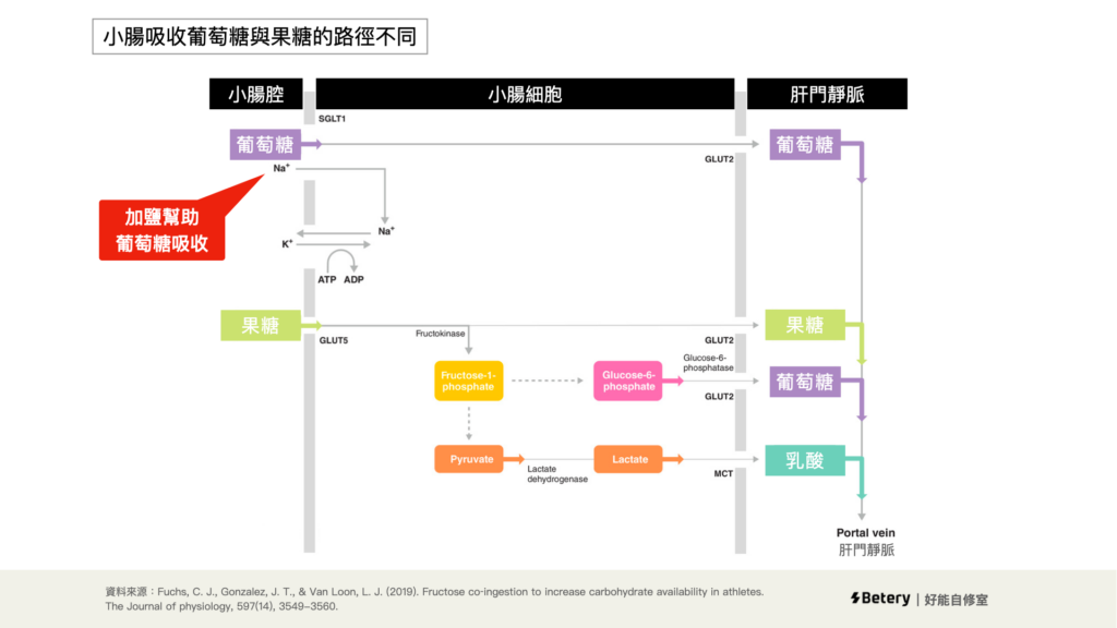 腸道訓練 - 葡萄糖與果糖吸收路線不同