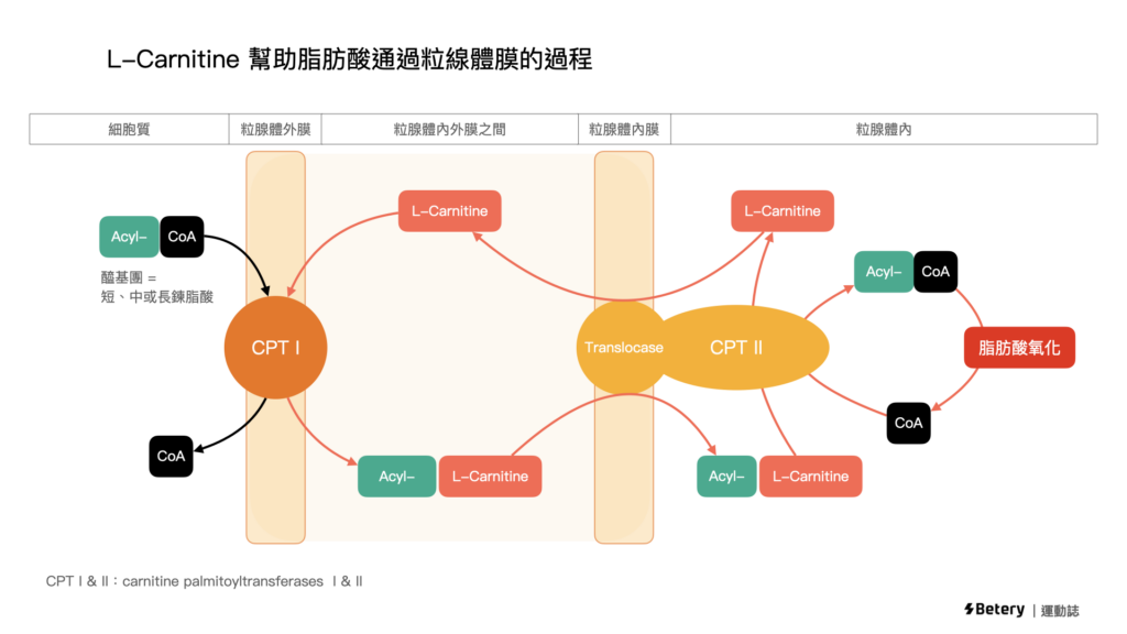 左旋肉鹼-L-carnitine-作用機制-粒線體
