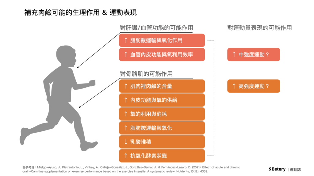 左旋肉鹼-L-carnitine-運動補給-脂肪氧化-運動表現
