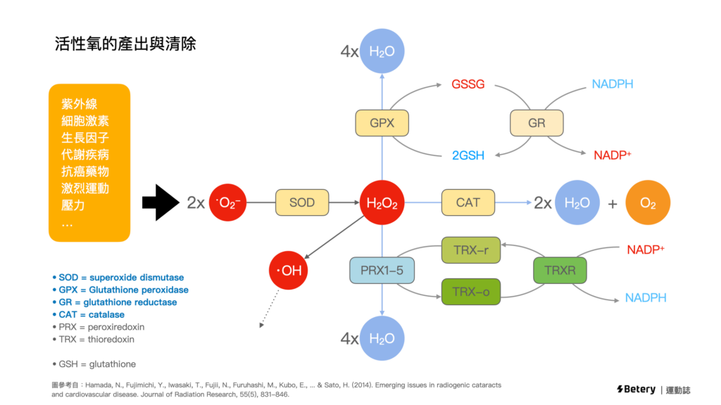運動-氧化壓力-活性氧 ROS-RNS-自由基-SOD-GPx-CAT